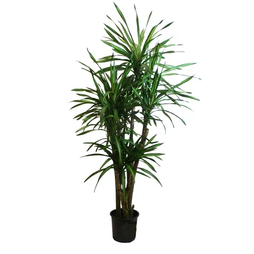 Dracaena Cane ‘Rikki’