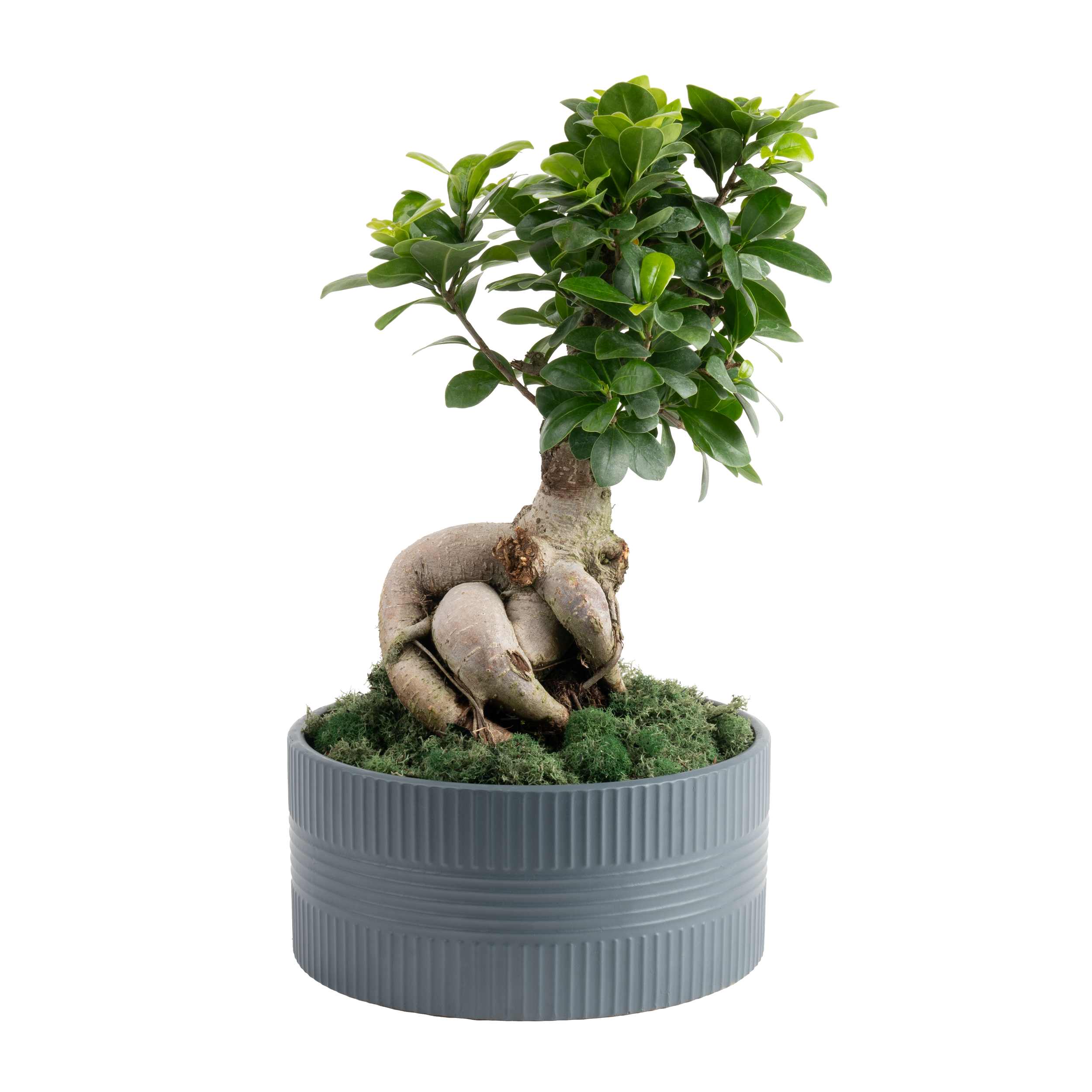 Ginseng Bonsai (Ficus microcarpa ‘Ginseng’)