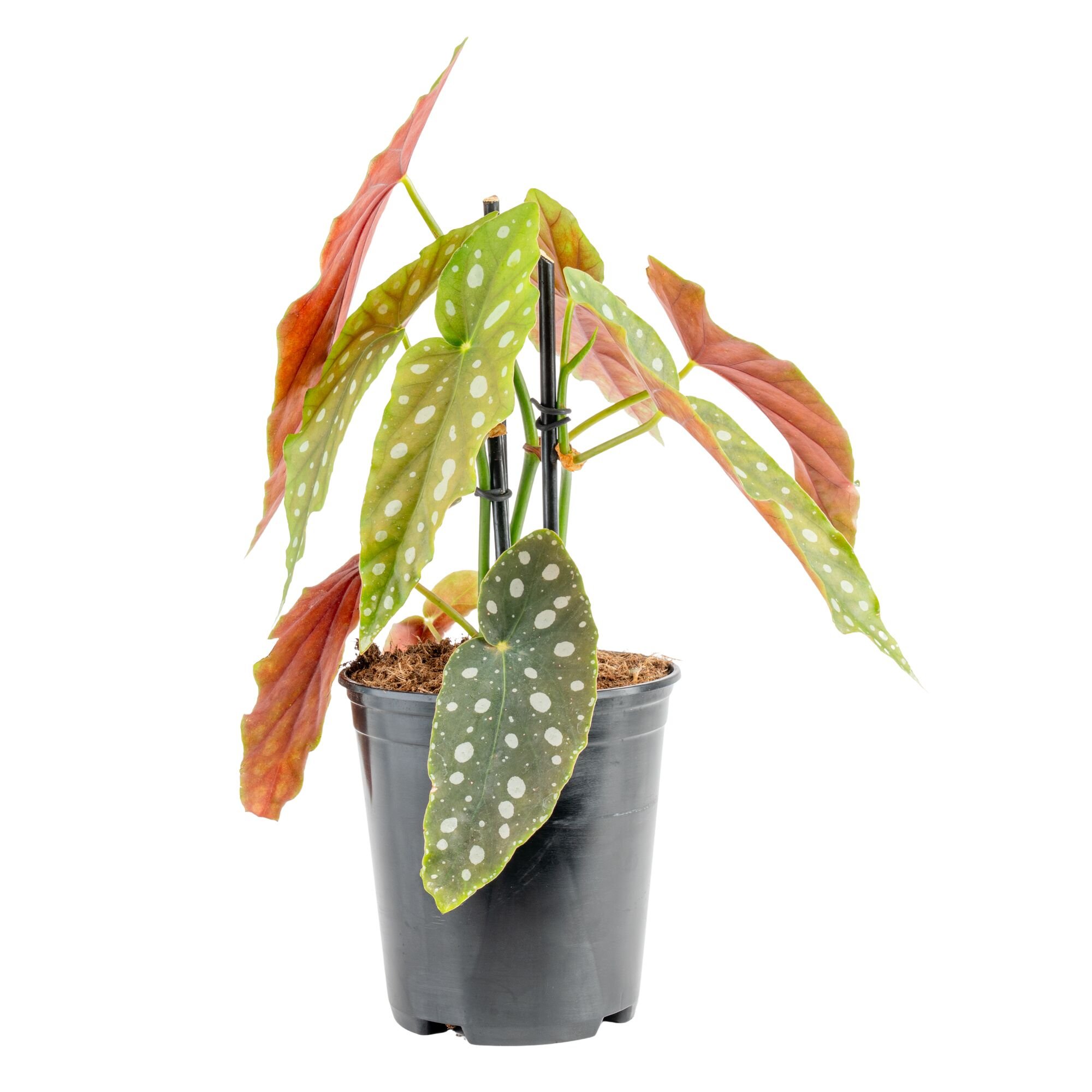 Polka Dot Begonia (Begonia maculata)