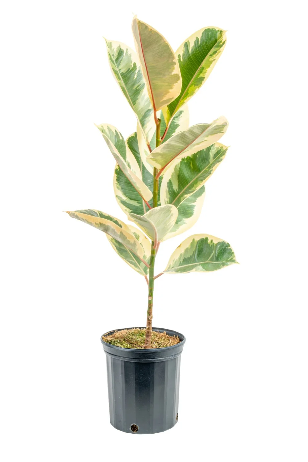 Ficus ‘Tineke’ (Ficus elastica ‘Tineke’)