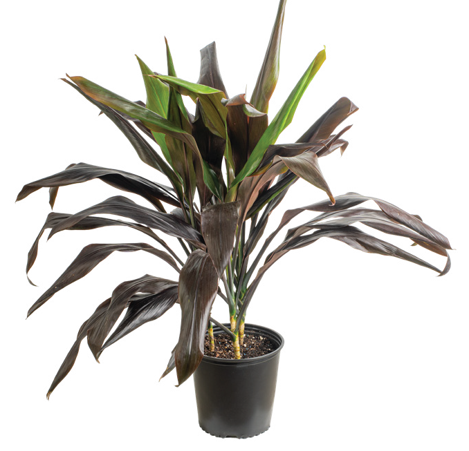 Cordyline ‘Black Magic’