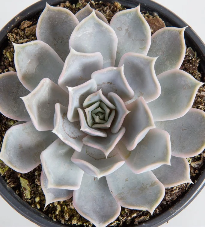 Ghost Echeveria succulent in Grower Pot Overhead CloseUp.jpeg