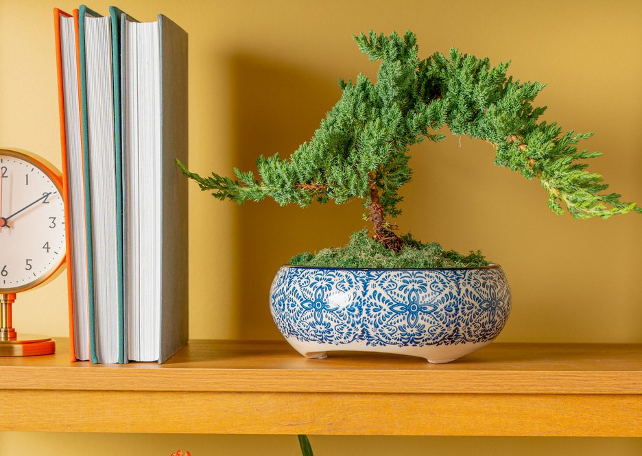 Juniper Bonsai Tree in a Blue and White Ceramic Pot Lifestyle.jpeg