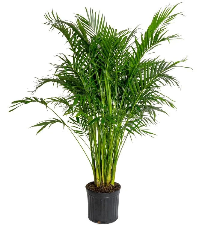 Cat Palm (Chamaedorea cataractarum)