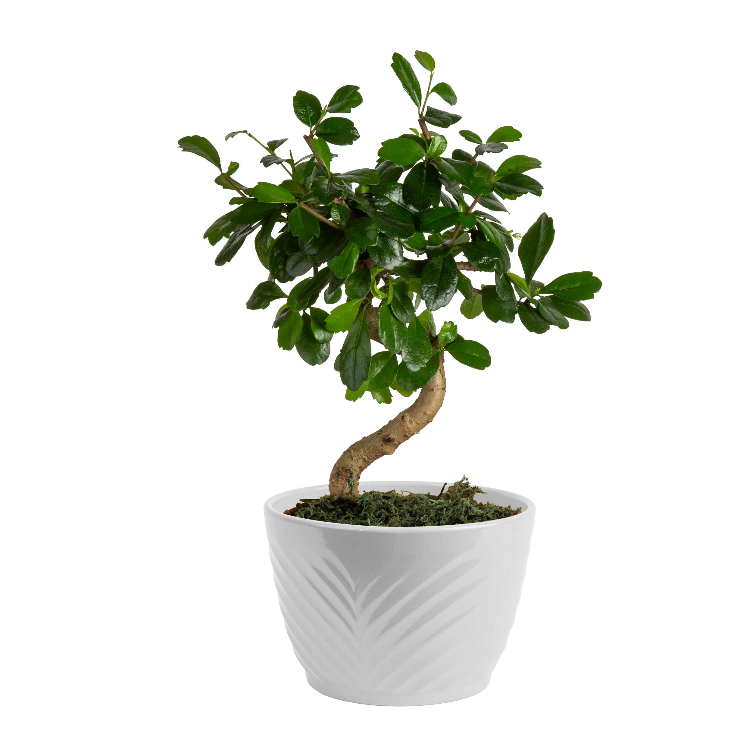 Fukien Tea Bonsai (Carmona retusa)