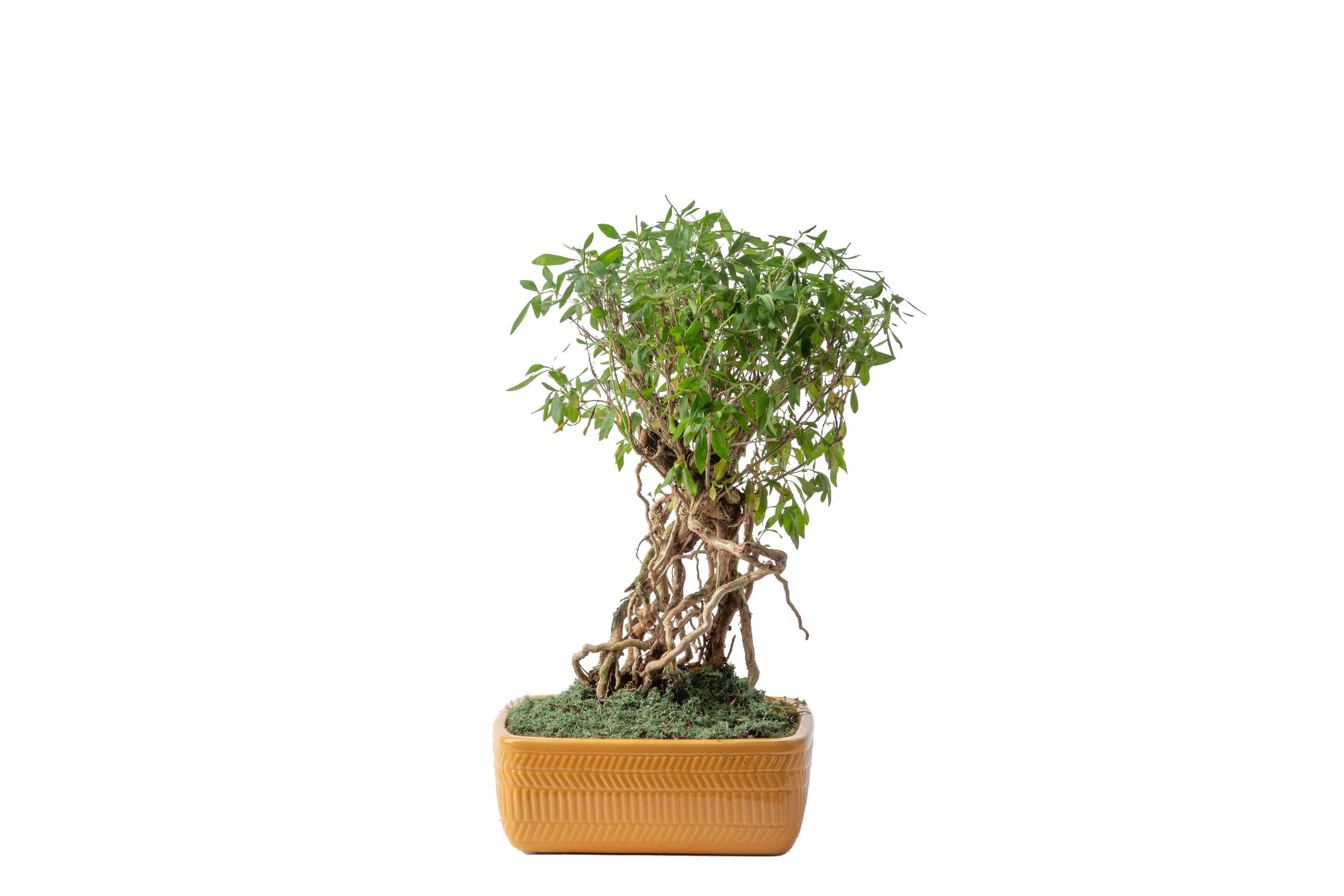 Serissa Bonsai (Serissa japonica)