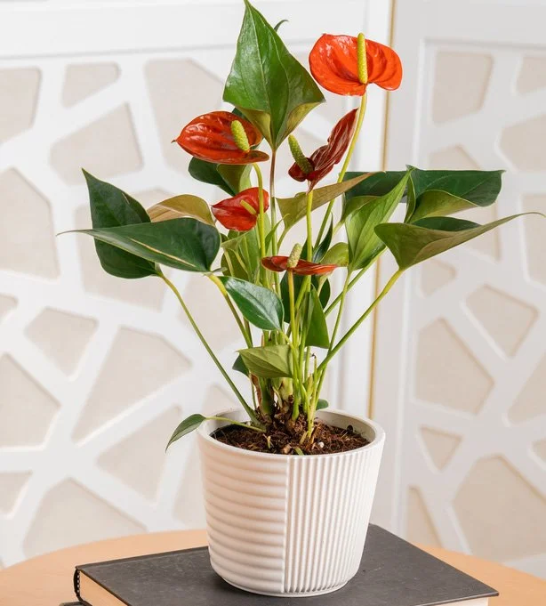 Anthurium in Lina Pot Lifestyle.jpeg