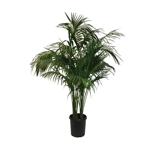 palm.webp
