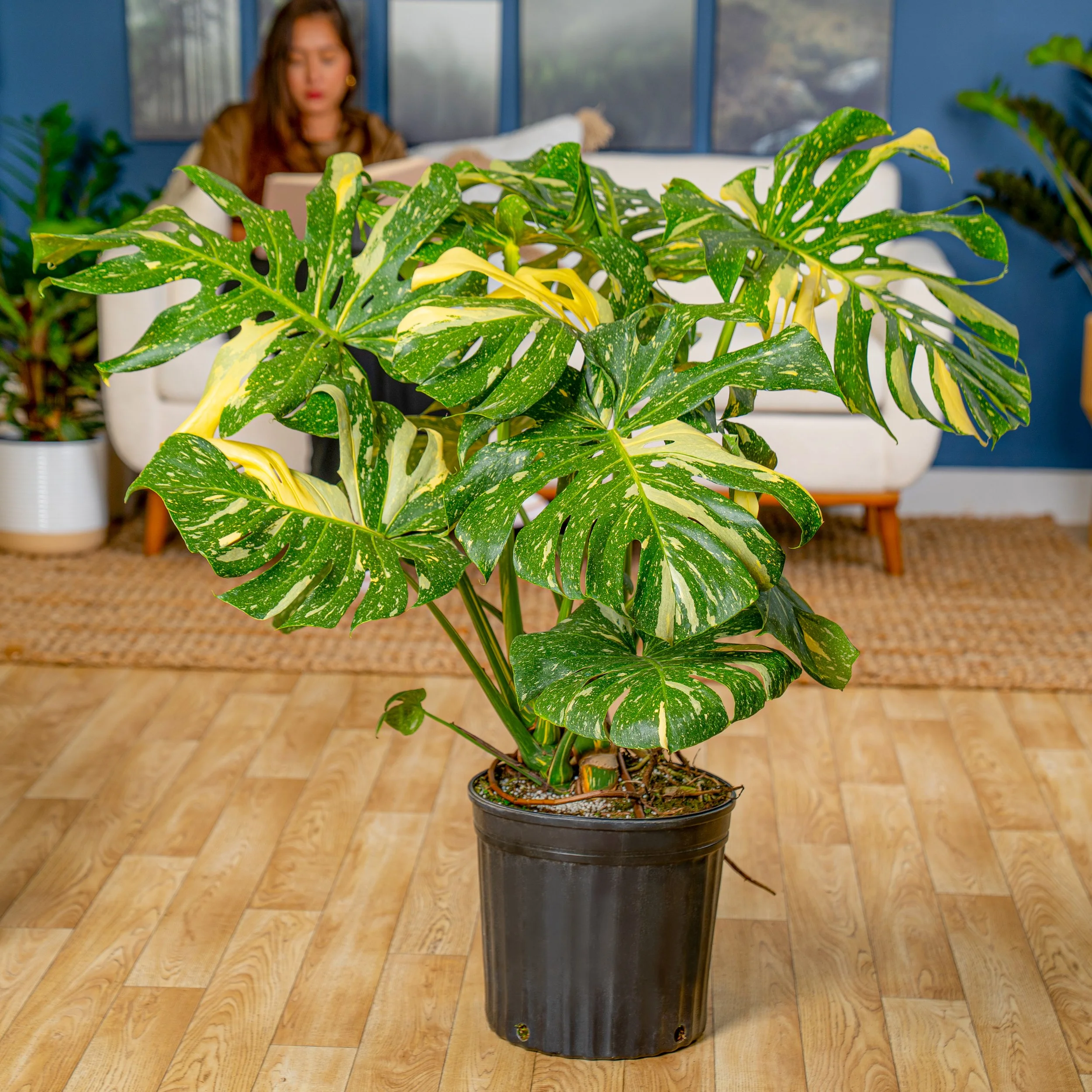 12in Thai Constellation Monstera in Grower Pot.jpg