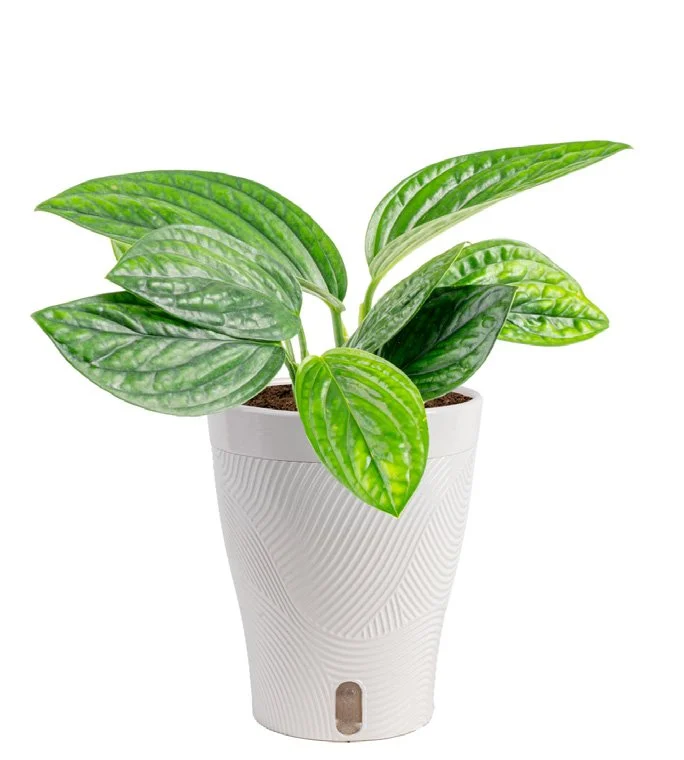 5in Monstera Peru in Livia Pot.jpeg