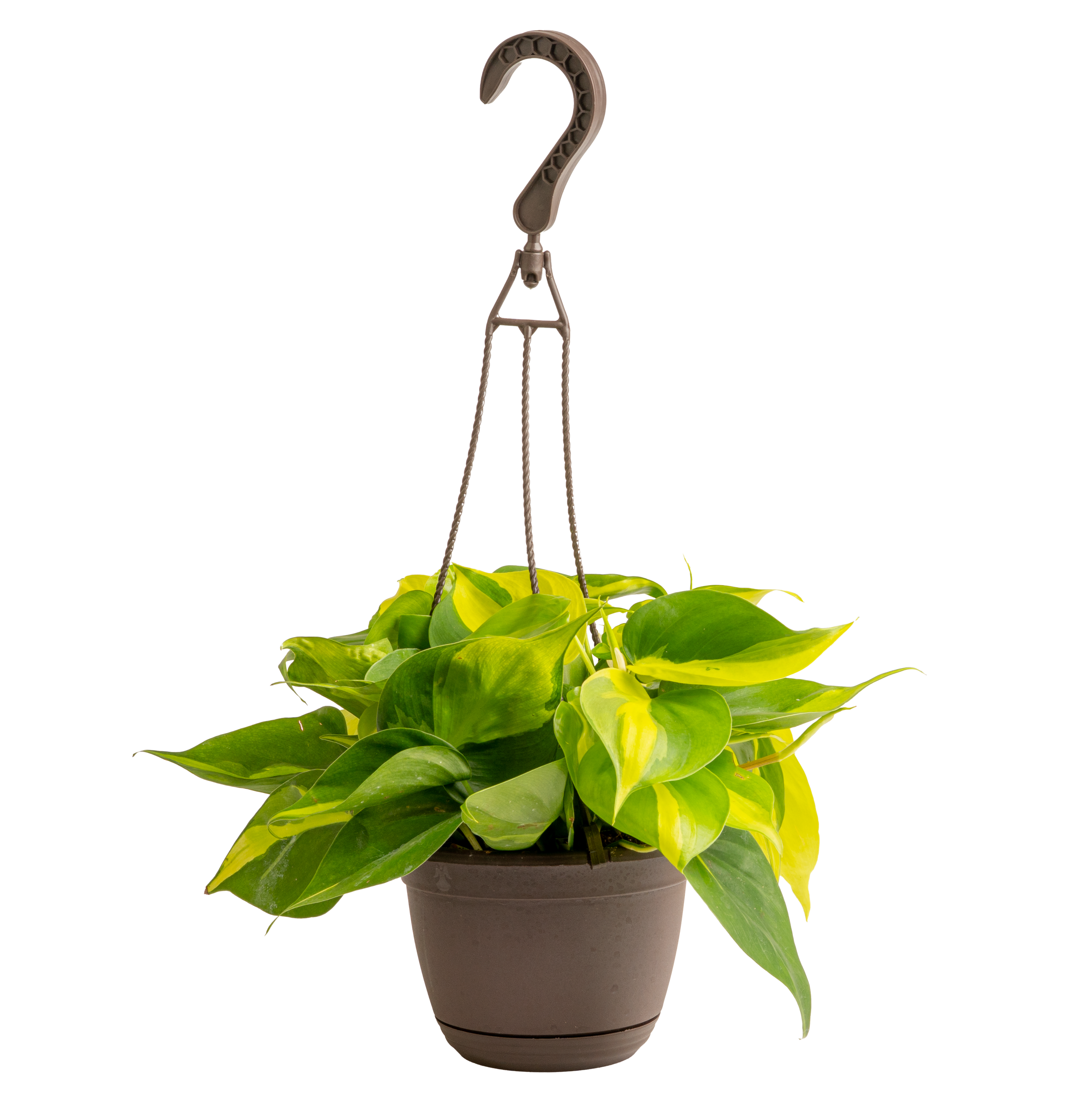 Exotic Angel Hanging Baskets (Trailing & Hanging Basket Assortment)