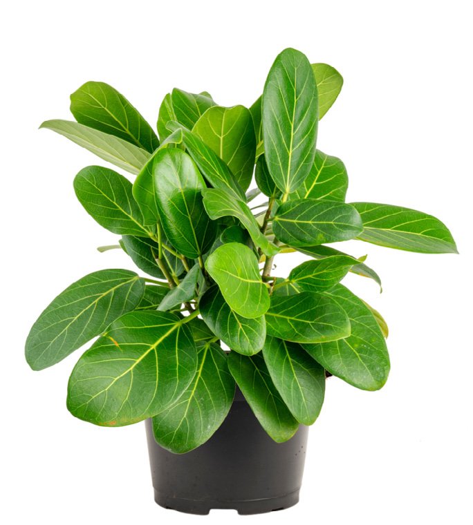 Ficus ‘Audrey’ (Ficus benghalensis)
