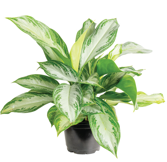Aglaonema ‘Silver Bay’