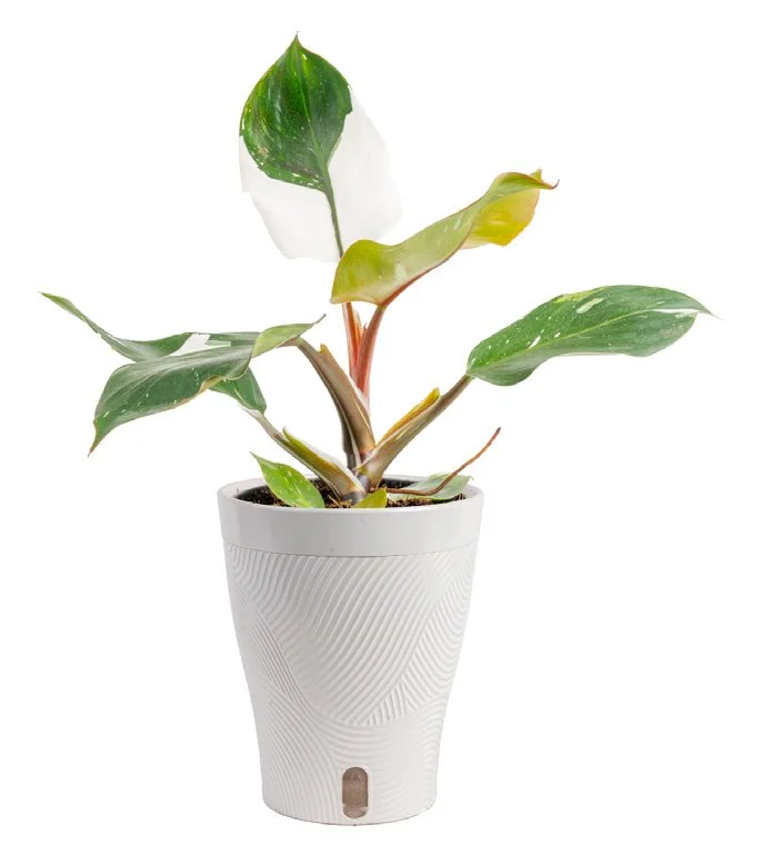Philodendron ‘White Knight’ (Philodendron erubescens ‘White Knight’)
