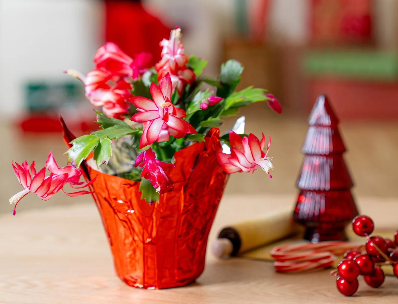 Holiday Cactus (Zygo) Red in Red Mylar Lifestyle.jpeg