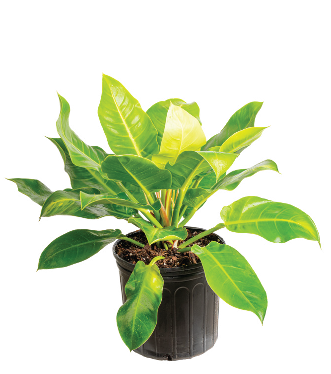 Philodendron ‘Moonlight’ (Philodendron hybrid)