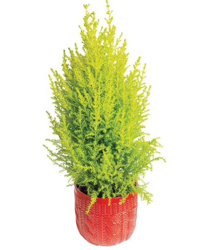 Lemon Cypress (Cupressus macrocarpa ‘Goldcrest’)