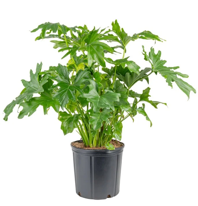 Philodendron ‘Selloum’ (Thaumatophyllum bipinnatifidum)