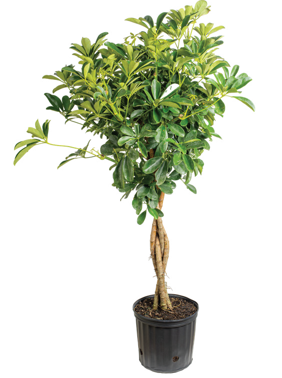 Arboricola Braid (Schefflera arboricola, braided form)