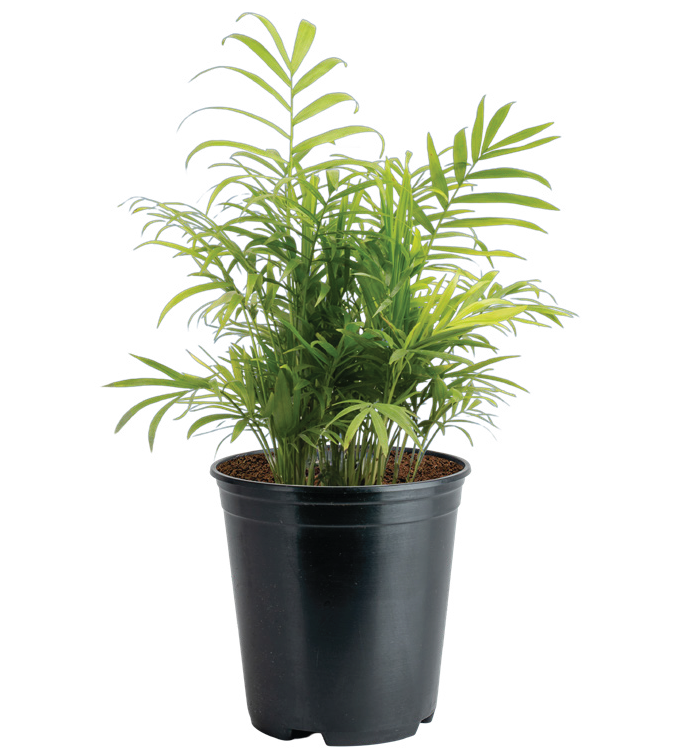 Neanthe Bella Palm (Chamaedorea elegans)