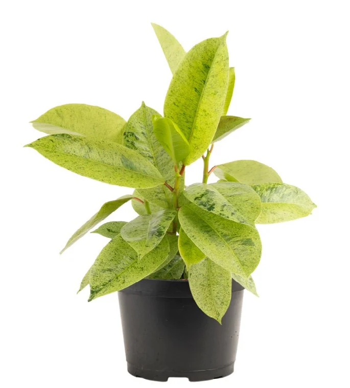 Ficus ‘Shivereana’ (Ficus elastica ‘Shivereana’)