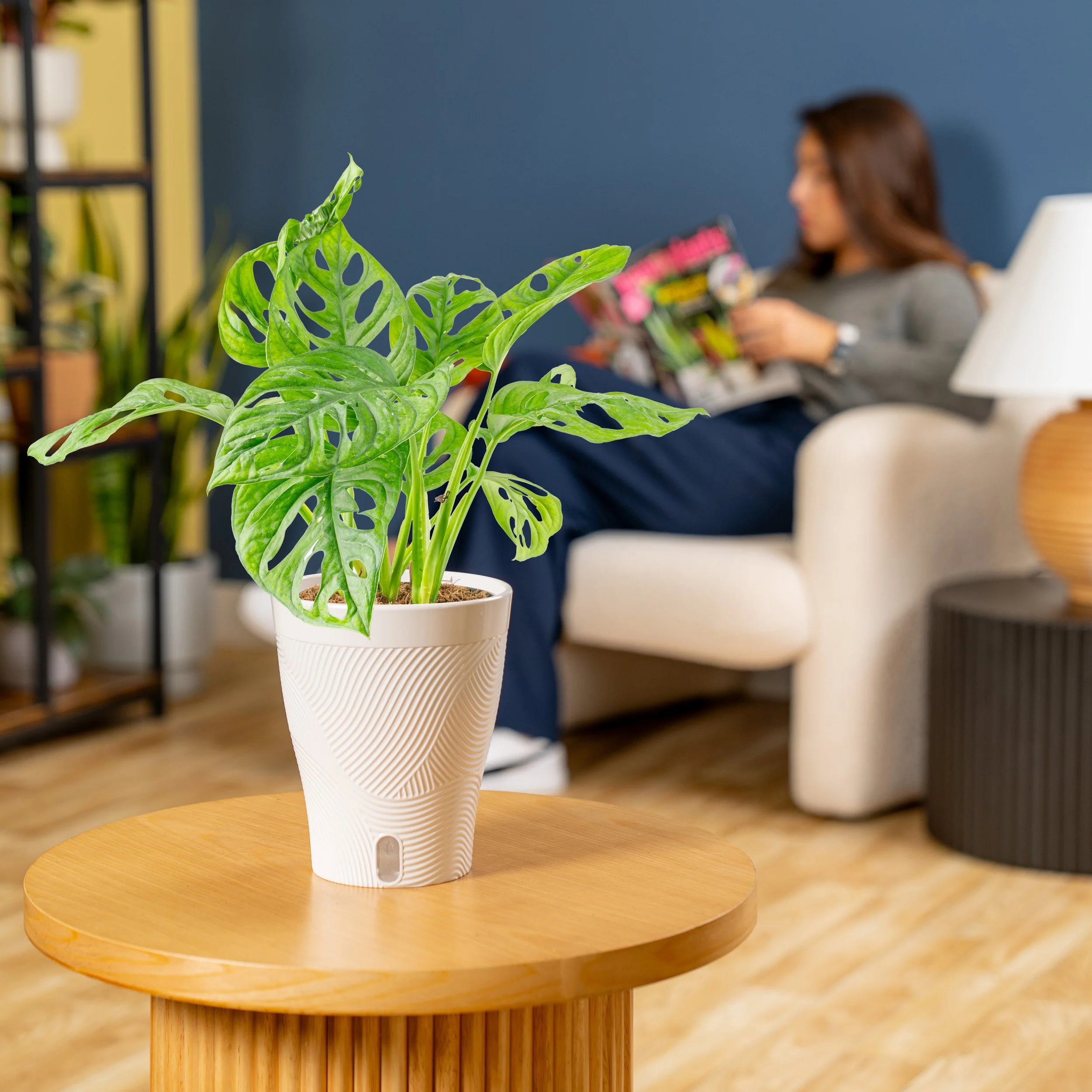 5in Little Swiss Monstera in Livia White Skinny Foliage.jpg