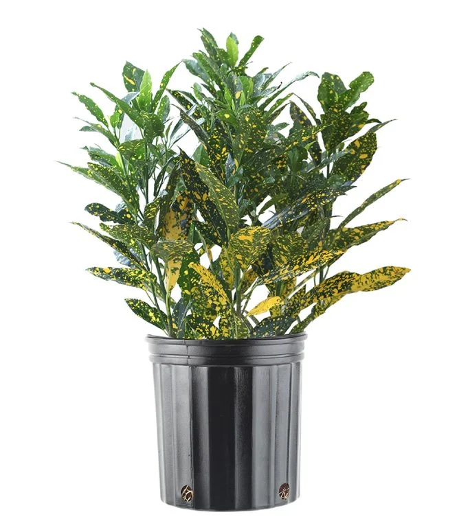 Croton ‘Gold Dust’