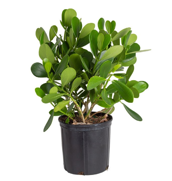 Clusia (Clusia rosea)