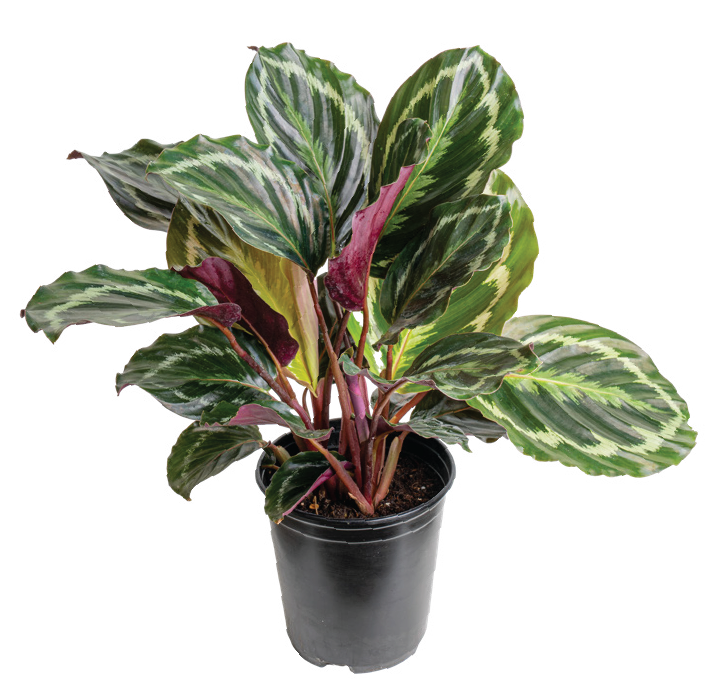 Calathea ‘Medallion’ (Goeppertia roseopicta ‘Medallion’)