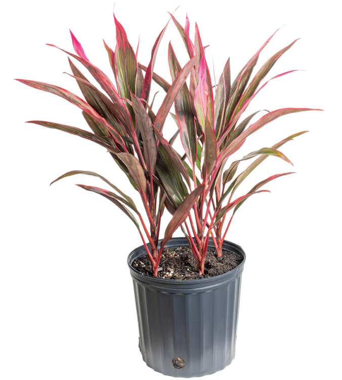 Cordyline ‘Florida’