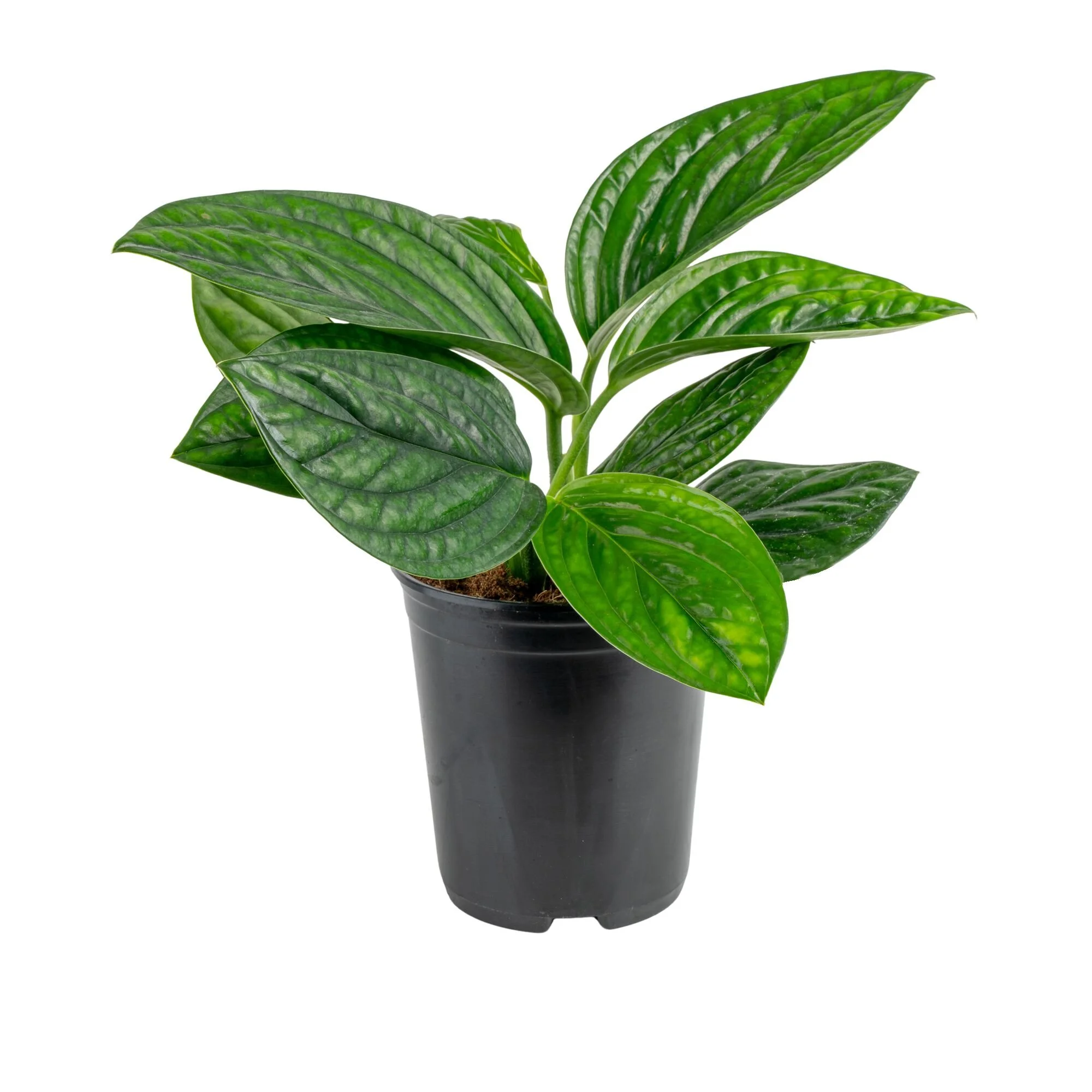 Monstera ‘Peru’ (Monstera karstenianum)