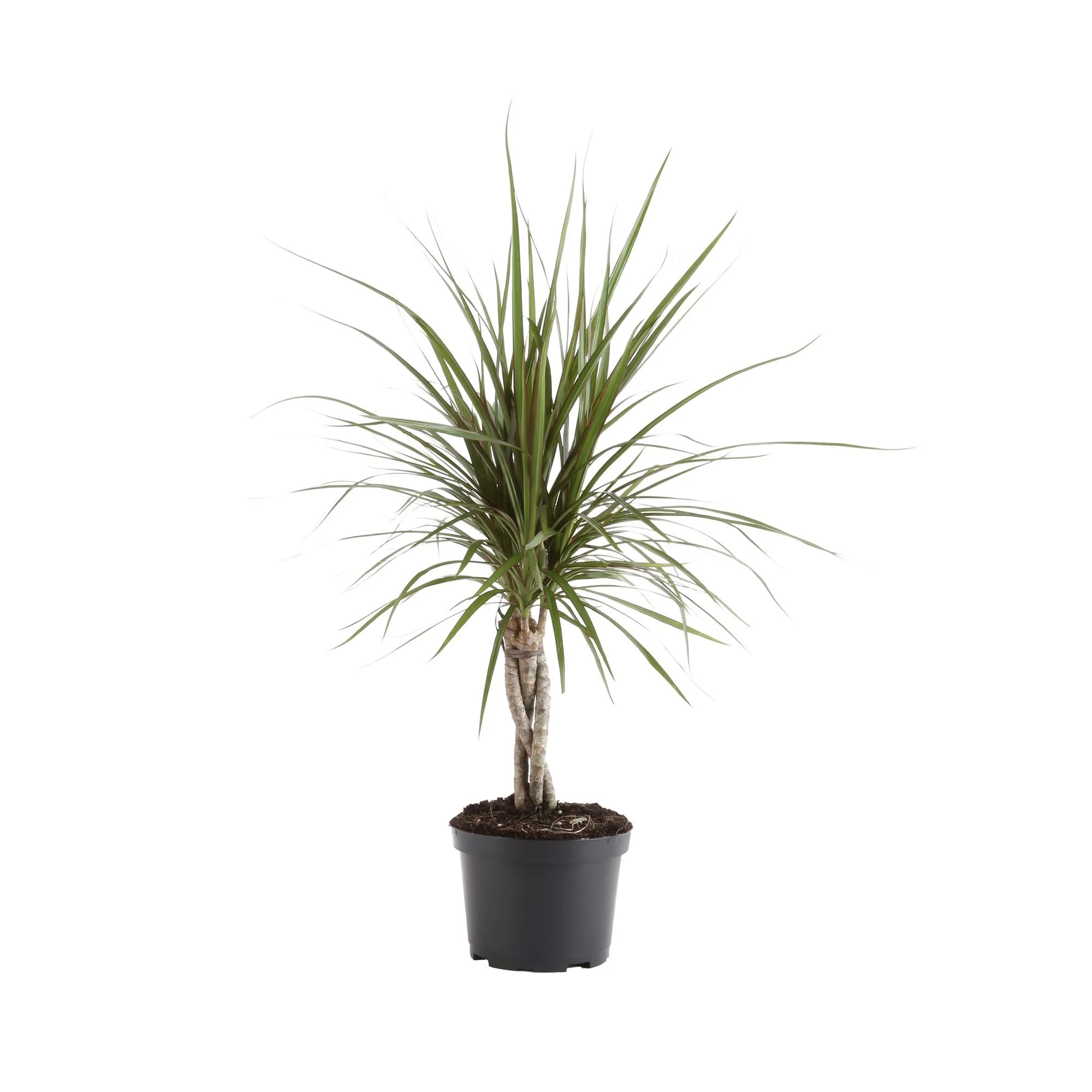 Dracaena Cane ‘Marginata Braid’