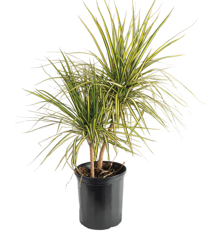 Dracaena Cane ‘Kiwi Openweave’