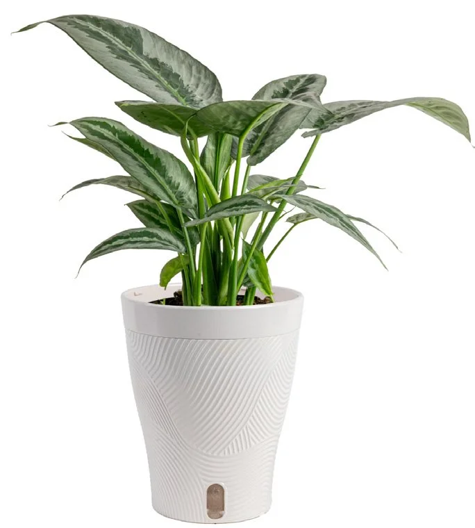 5in Schismatoglottis Silver Indukan in Livia Pot.jpeg