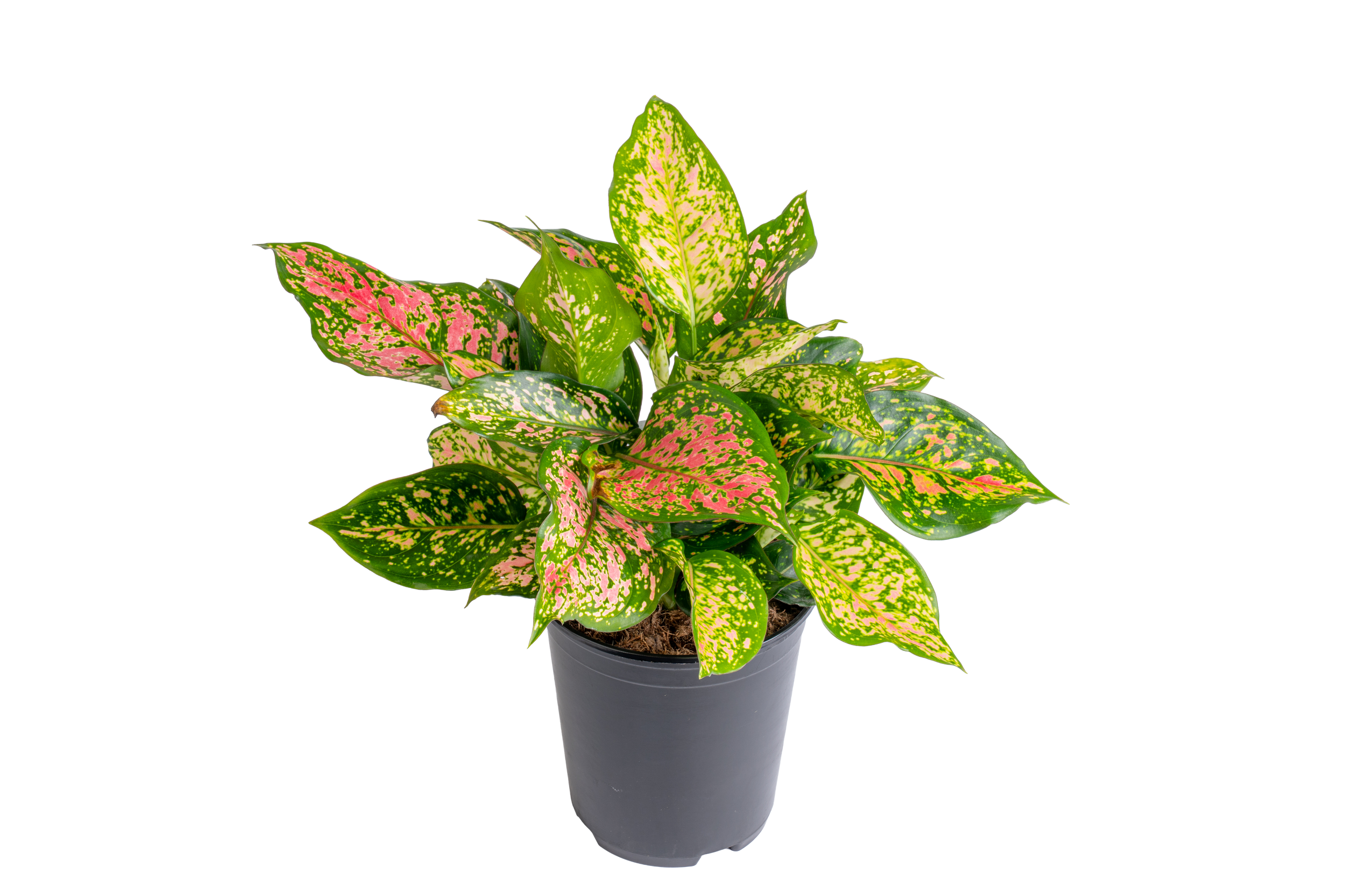 Aglaonema ‘Hybrid’
