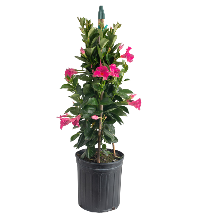 Mandevilla (Pink Trellis Selection) (Mandevilla spp.)