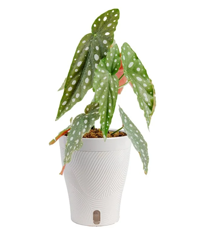 5in Begonia Maculata in Livia Pot.jpeg