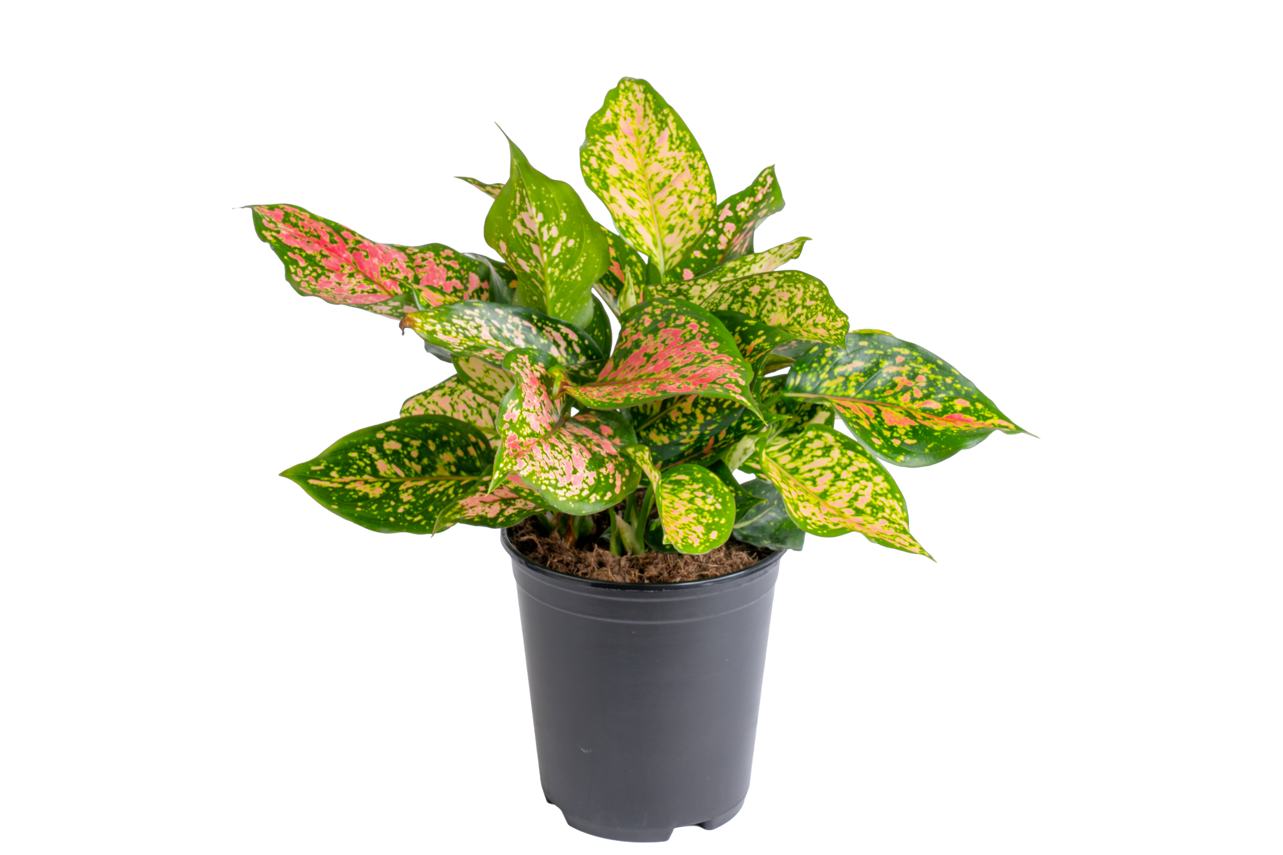 Aglaonema ‘Wishes’ (Aglaonema spp.)