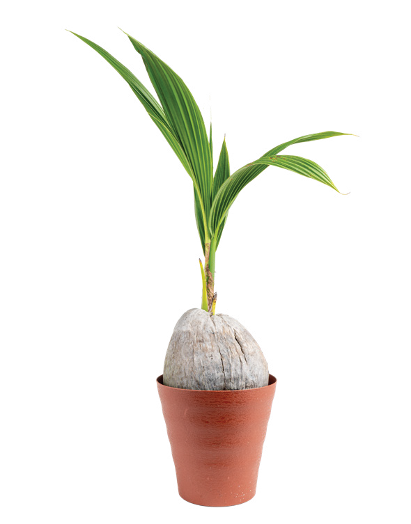 Coconut Palm (Cocos nucifera)