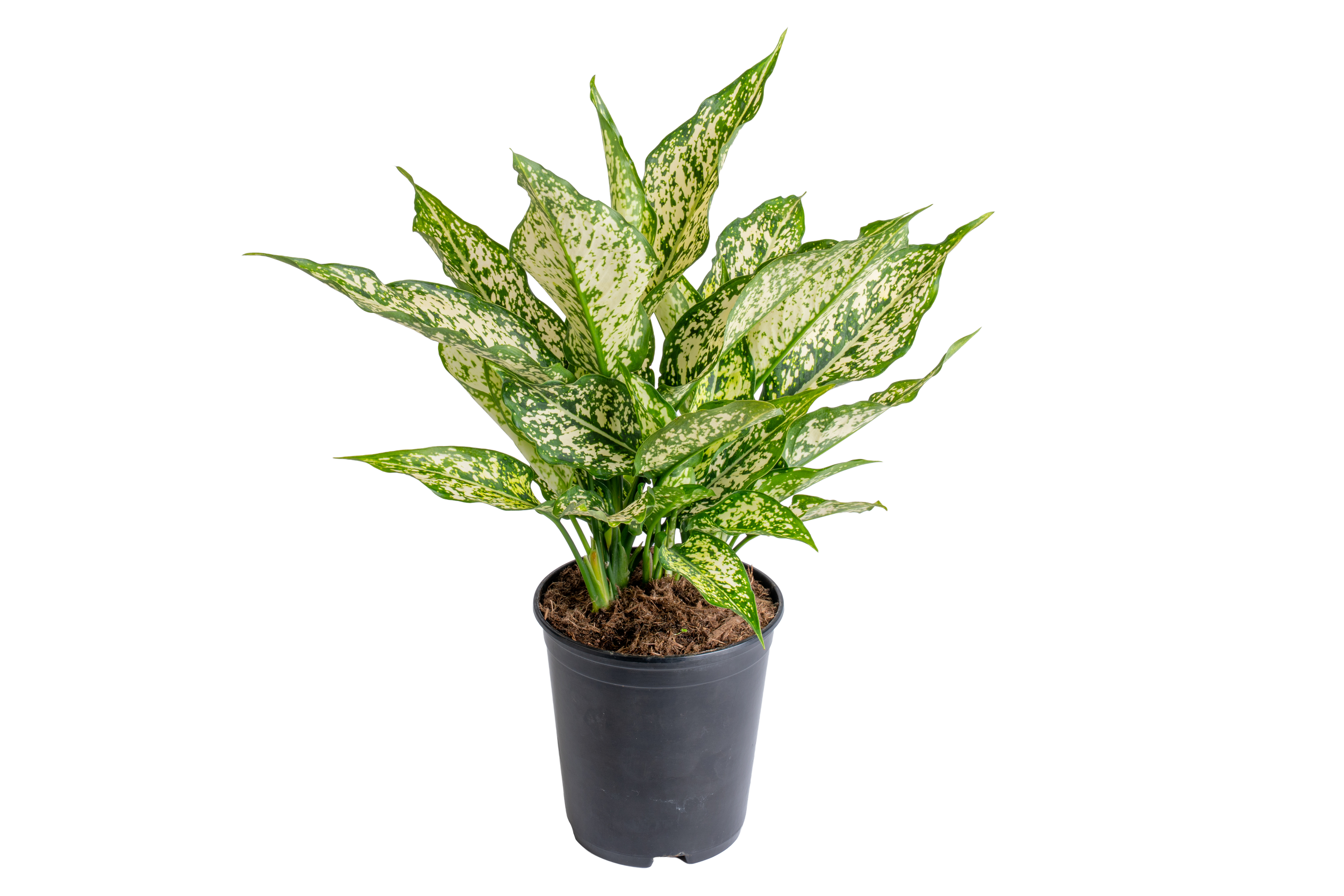 Aglaonema ‘Thai Snowflakes’ (Aglaonema spp.)