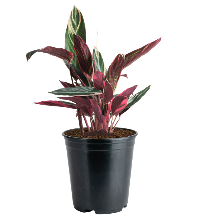 Stromanthe ‘Triostar’ (Stromanthe sanguinea ‘Triostar’)