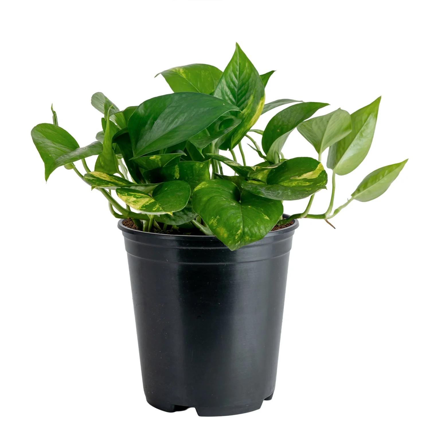 Golden Pothos (Epipremnum aureum)