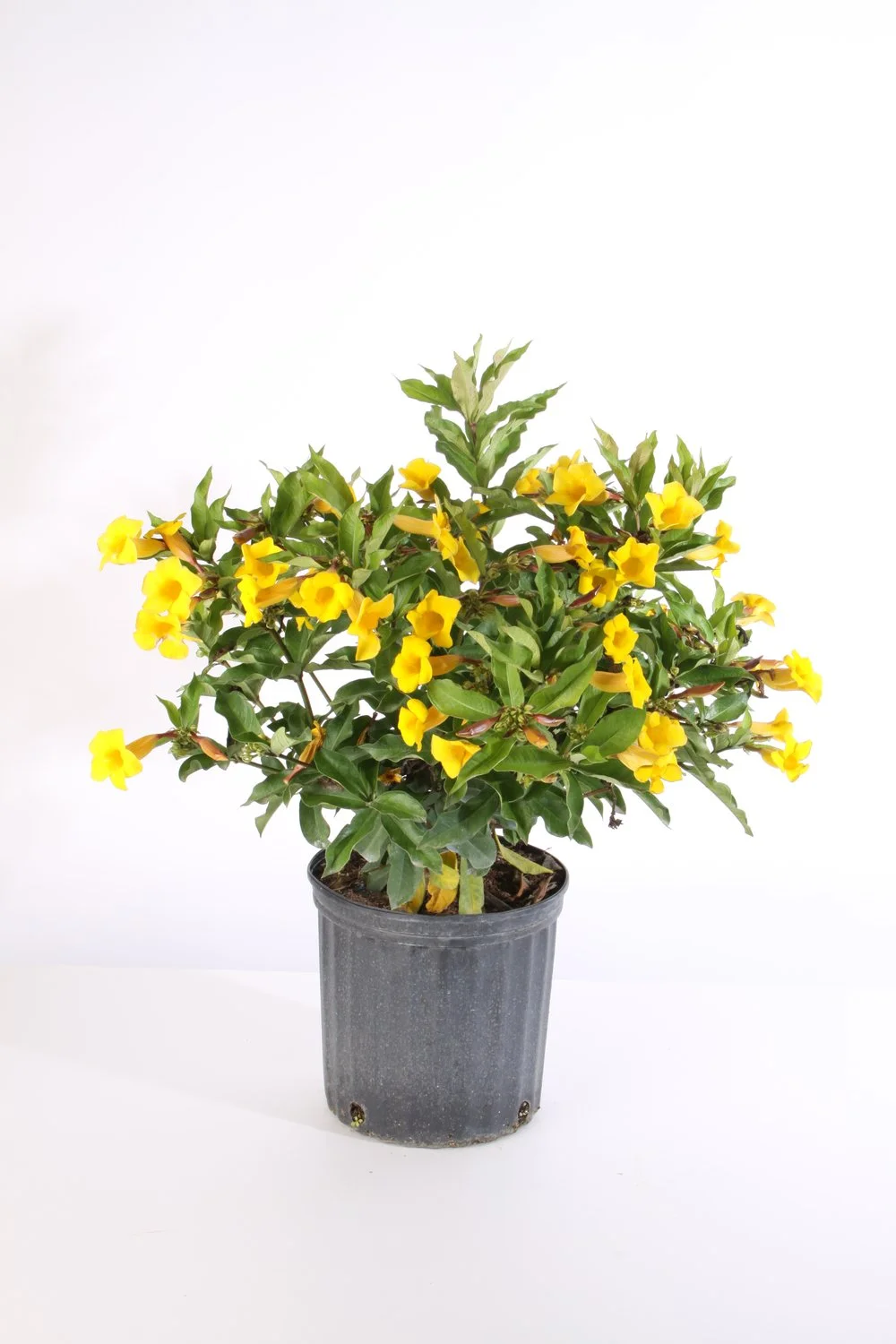 Allamanda (Allamanda spp.)