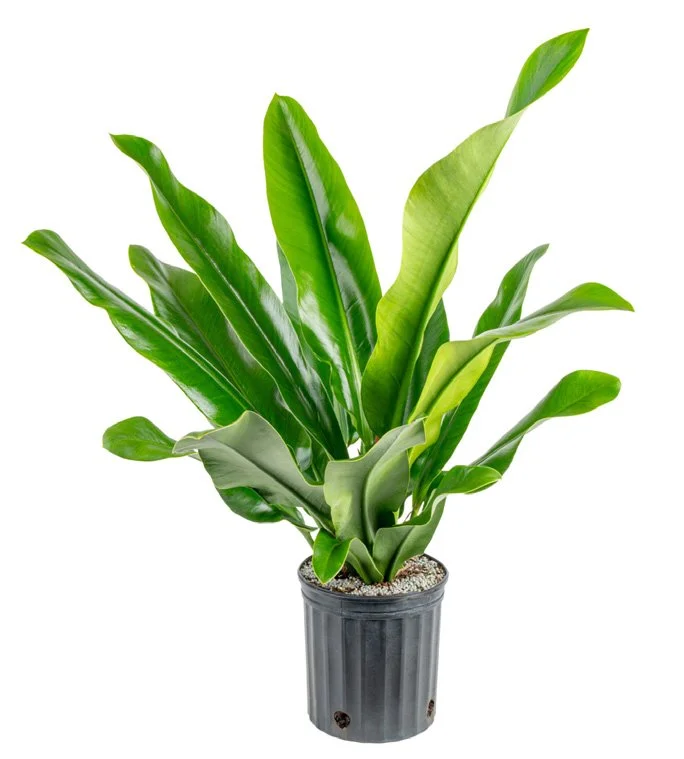 Philodendron ‘Ruizii’ (Philodendron ruizii)