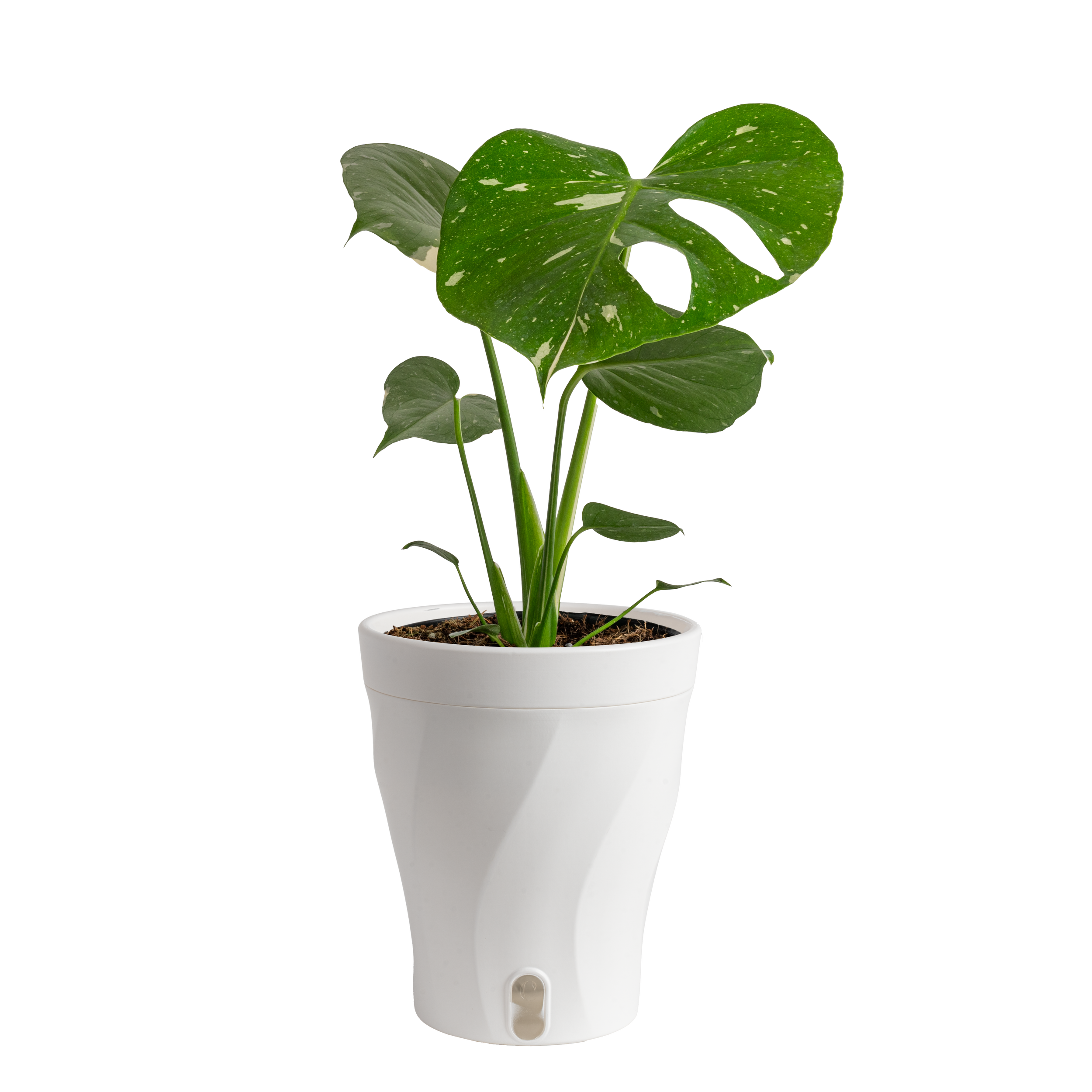 Monstera ‘Thai Constellation’ (Monstera deliciosa ‘Thai Constellation’)