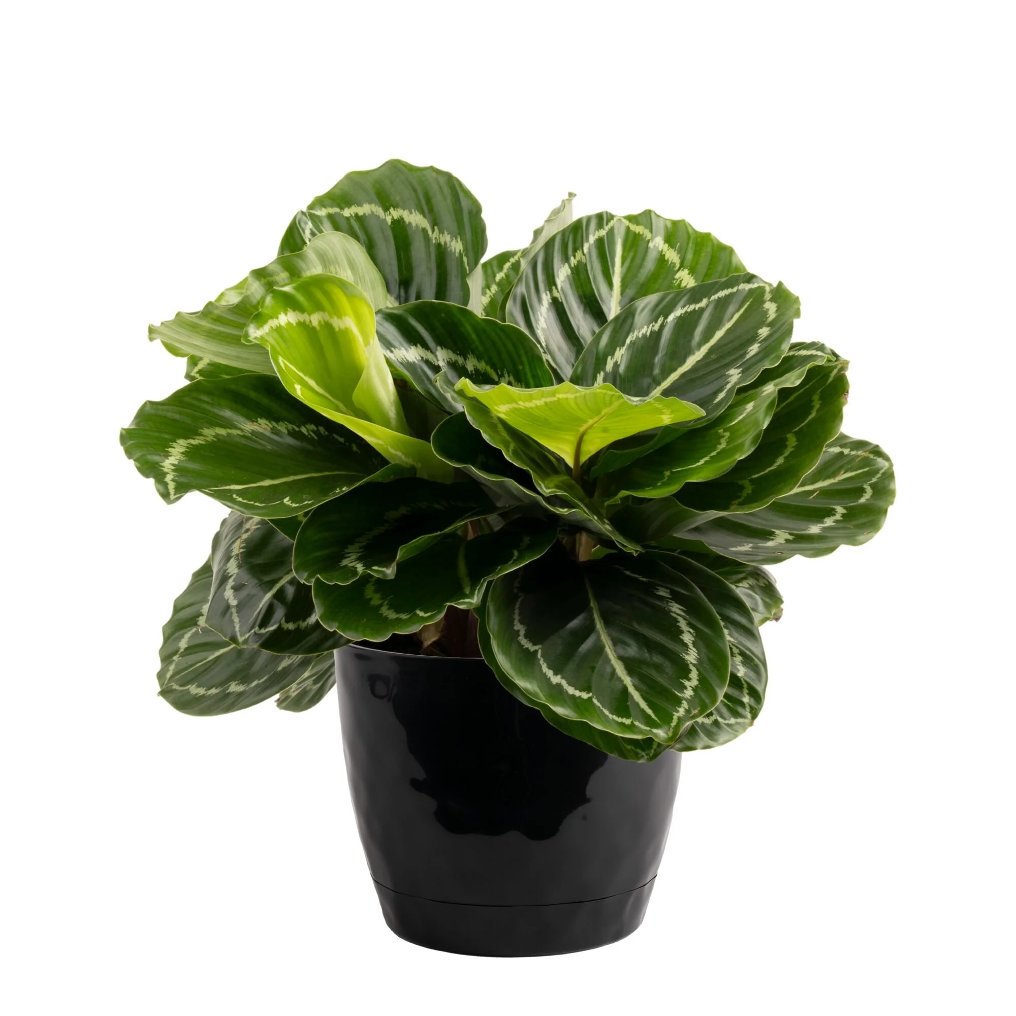 Calathea ‘Green Beauty’ (Goeppertia roseopicta ‘Green Beauty’)
