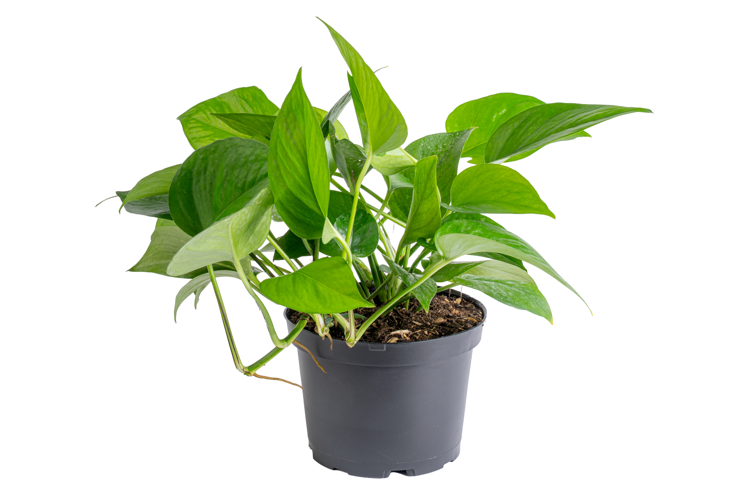 Jade Pothos (Epipremnum aureum ‘Jade’)