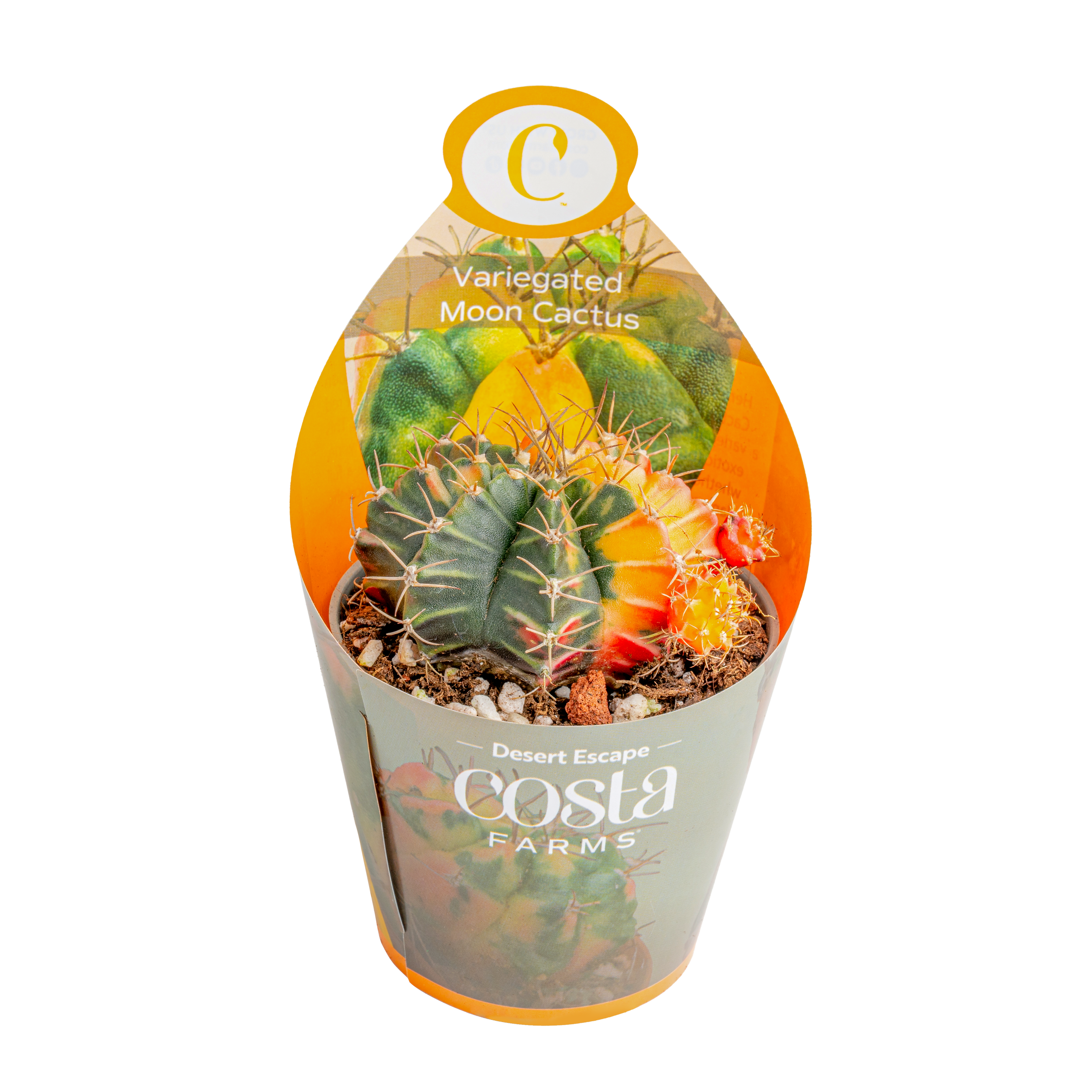 Rare Cactus Set (Cactaceae spp.)