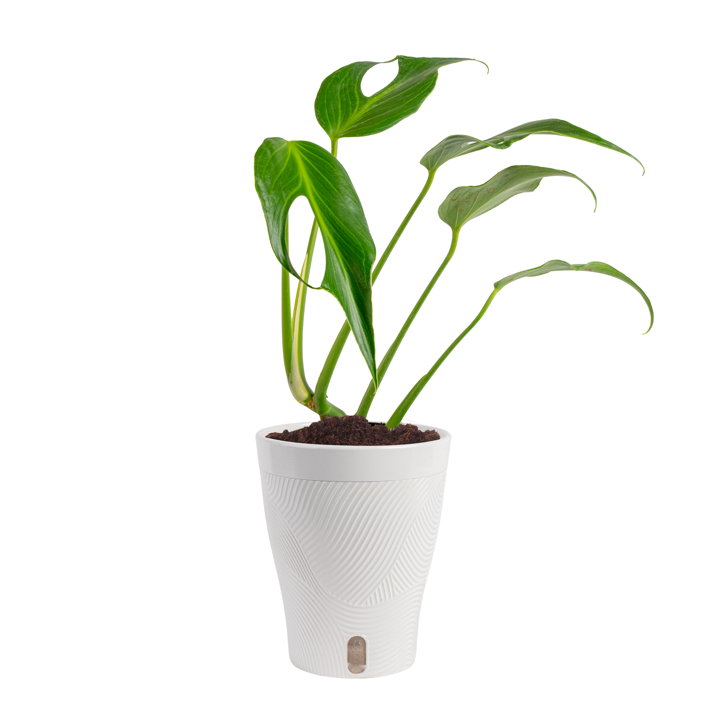 ‘Burle Marx Flame’ Monstera (Monstera sp. ‘Burle Marx Flame’)