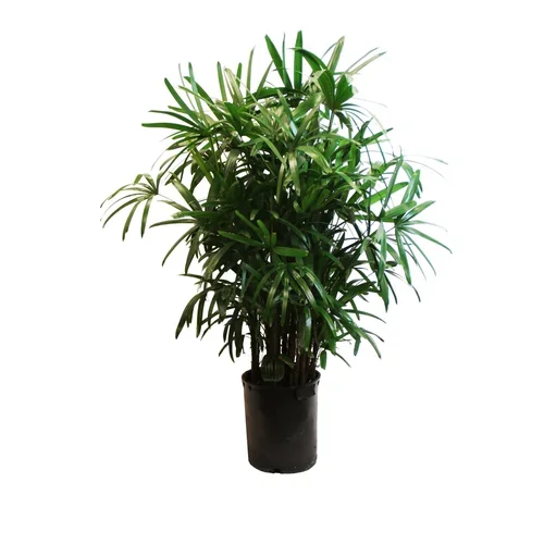 Rhapis Excelsa (Hawaiian Rhapis)